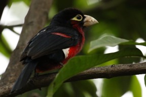 爱游戏体育（AYX）官方APP下载-朱婷入选年度全球最佳阵容，朱婷全球十佳运动员