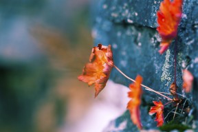 爱游戏中国官方网站平台-男子100米自由泳技术数据解读，男子100米自由泳技术数据解读视频