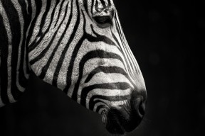 AYX GAME-校园足球未融入区域特色文化活动，校园足球特色学校存在的问题