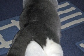 AYX SPORTS-美洲杯明星聚集：场场精彩，令人难忘！，美洲杯明星球员