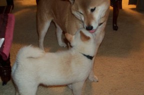 爱游戏综合娱乐-球员挑战高强度训练自我突破展现不服输的职业拼搏精神，职业球员训练强度多大