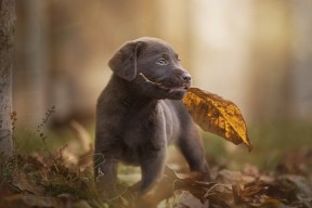 爱游戏电竞官网-丹·卡特：世界橄榄球历史上最具影响力的踢球后卫之一，丹佛橄榄球队