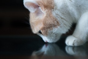 爱游戏体育平台-俱乐部文化建设未形成核心价值观，俱乐部型文化