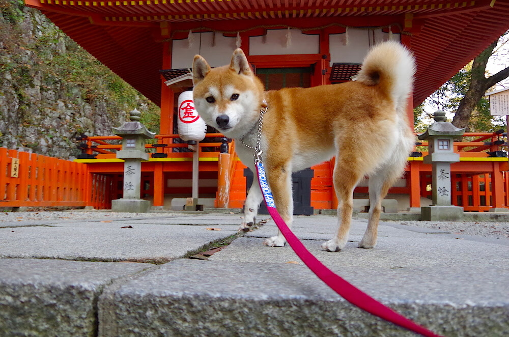 F1中国大奖赛回归 赛道升级迎接新挑战，f1中国大奖赛2021