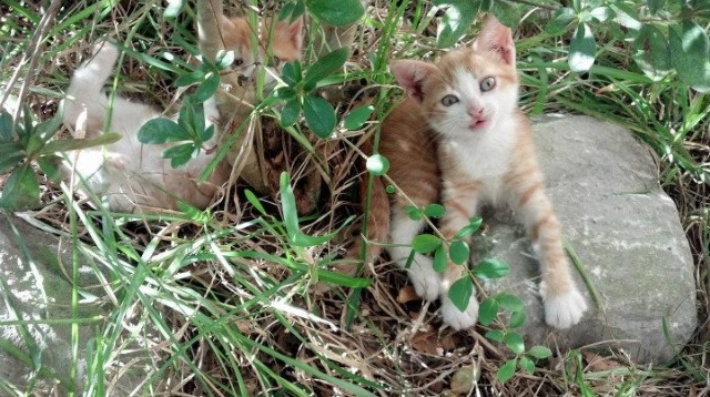 乒乓球赛制新规则:2024混合团体世界杯解析,2021乒乓球团体赛规则表