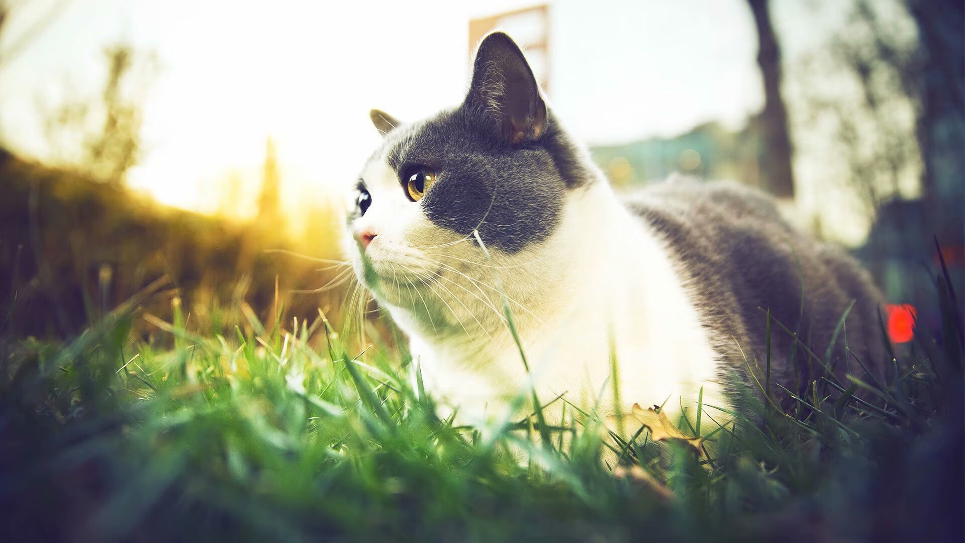 五大联赛战术执行难度是否因视频分析而降低，五大联赛的赛制