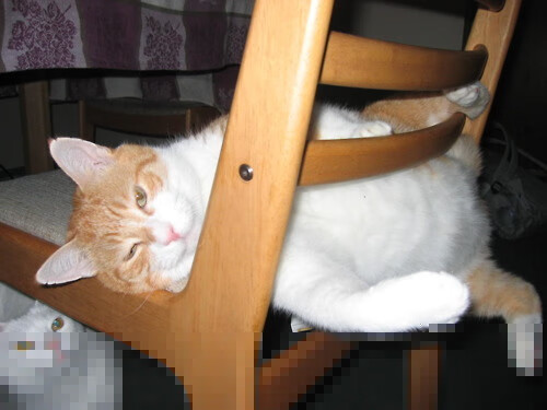 山西龙狮主教练强调防守反击战术调整，龙狮球员