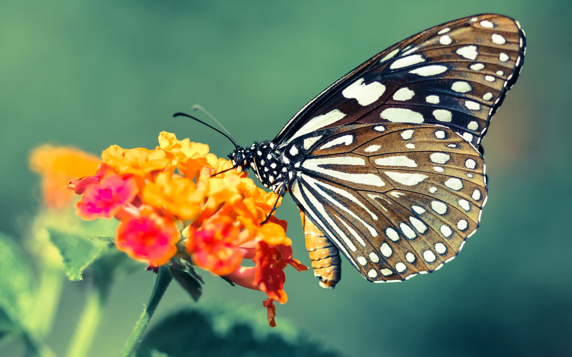 波兰队赛制解读：如何根据对手的不同特点调整战术，波兰队怎么样