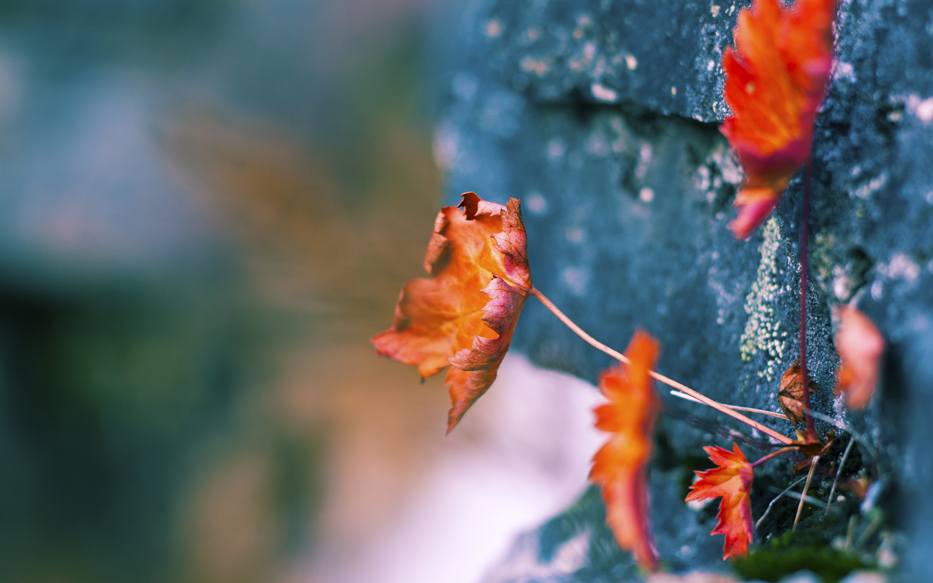 男子100米自由泳技术数据解读,男子100米自由泳技术数据解读视频