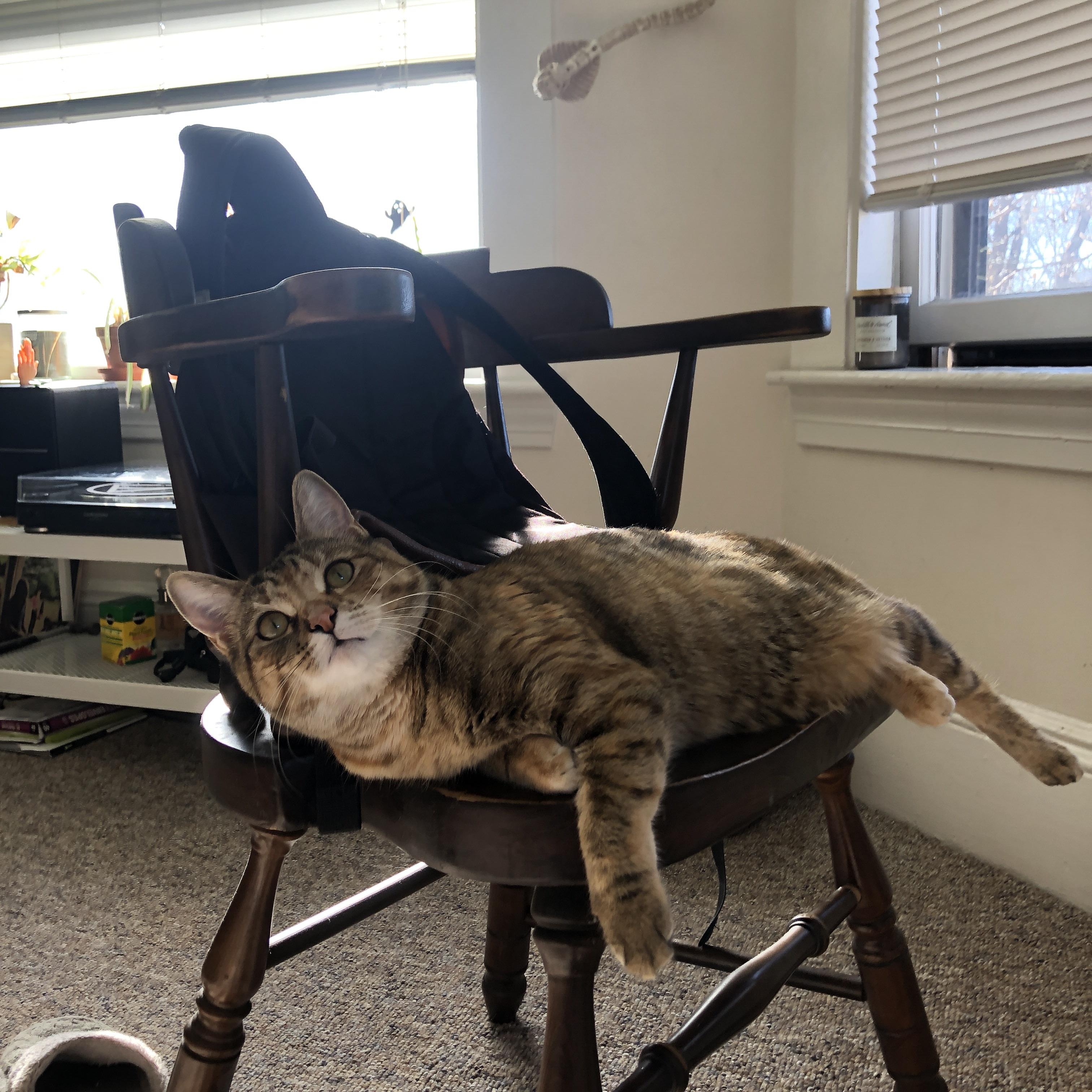 团体项目展示协作力量，团体项目展示协作力量有哪些