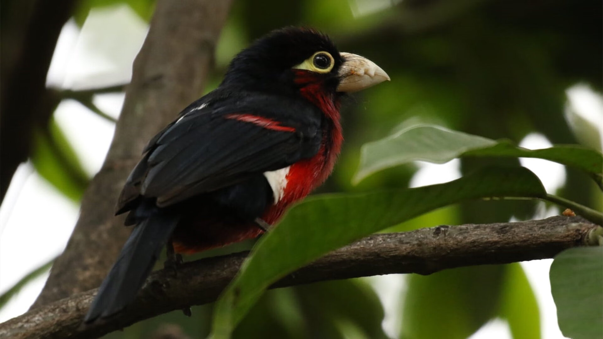 朱婷入选年度全球最佳阵容,朱婷全球十佳运动员