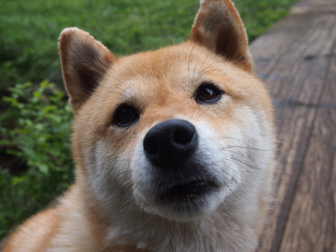 水球淘汰赛比利时拼搏精神可嘉，水球比赛赛制