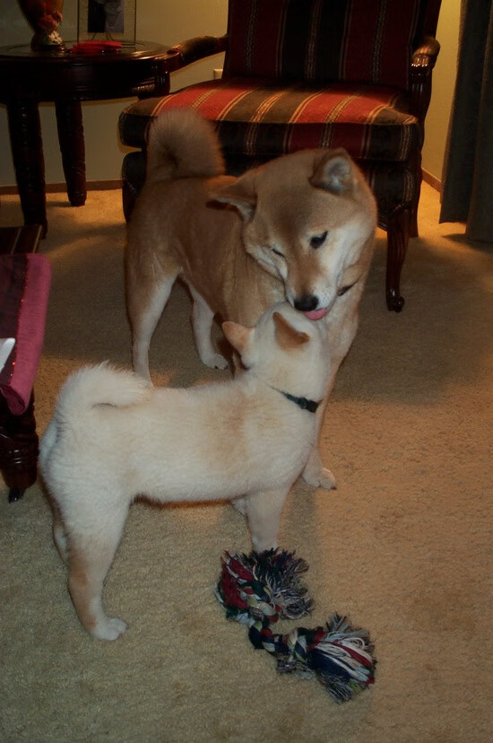 澳大利亚橄榄球强化青训和发展基金,澳大利亚橄榄球队