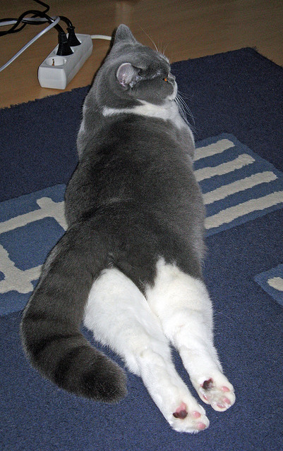 美洲杯明星聚集:场场精彩,令人难忘!,美洲杯明星球员