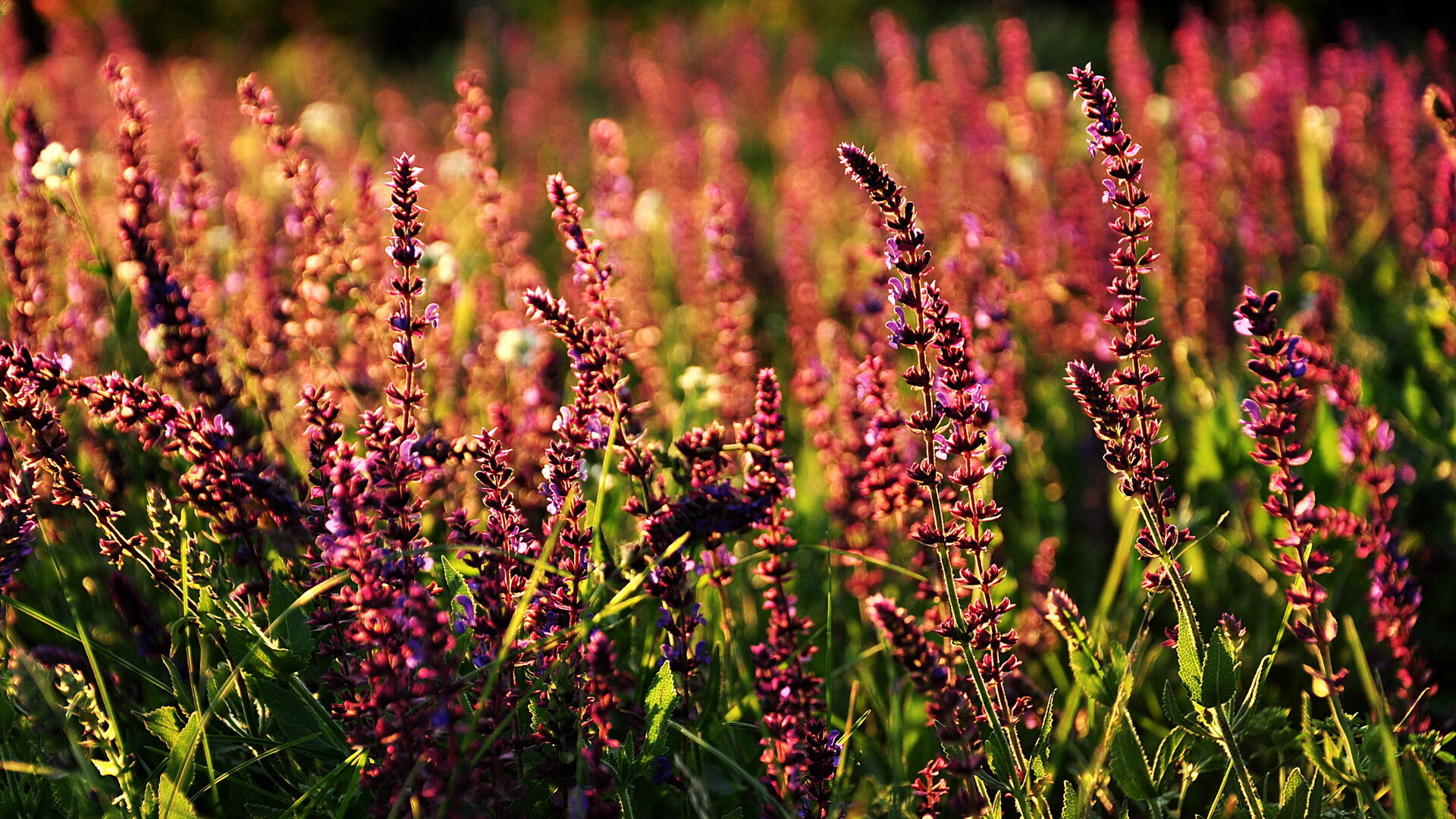 美洲杯激情狂欢：明星演绎绿茵盛宴！，播放美洲杯